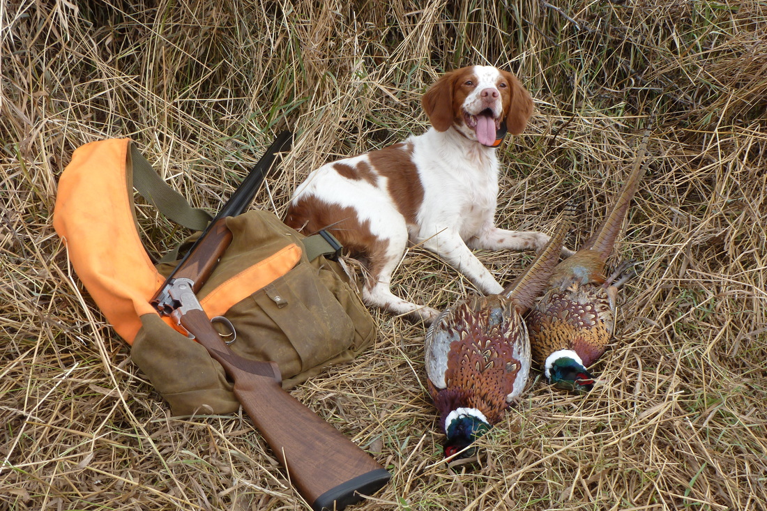 brittany partridge hunting